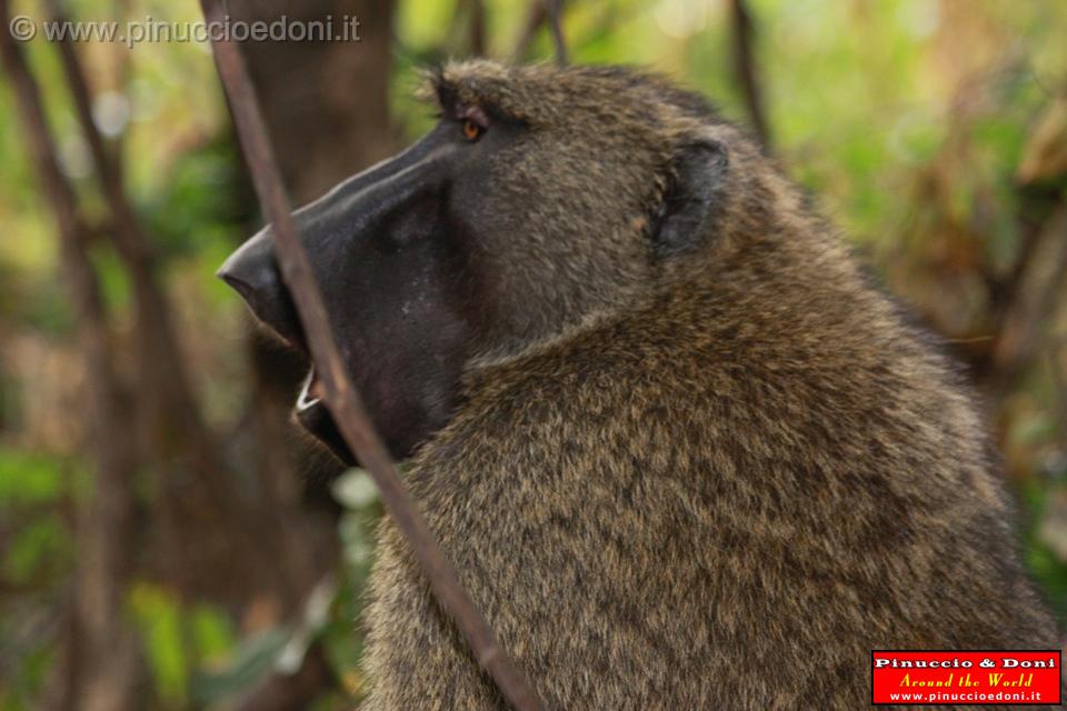 Ethiopia - Mago National Park - Babbuini - 02.jpg